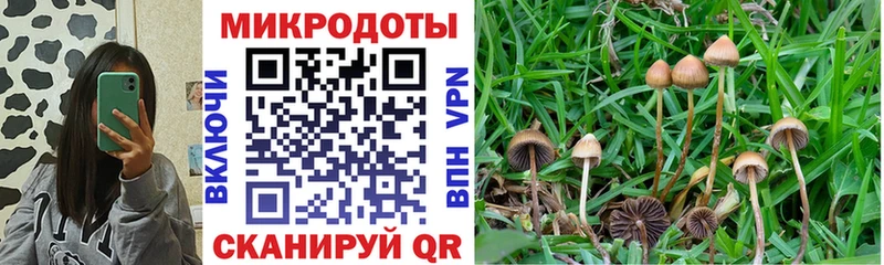 Псилоцибиновые грибы Psilocybe  Кинешма 
